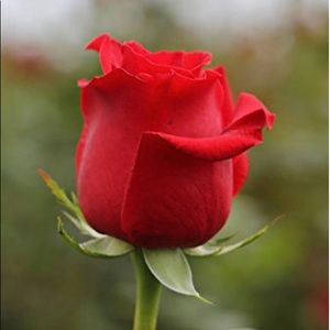 Meet your Posher, Jacqueline